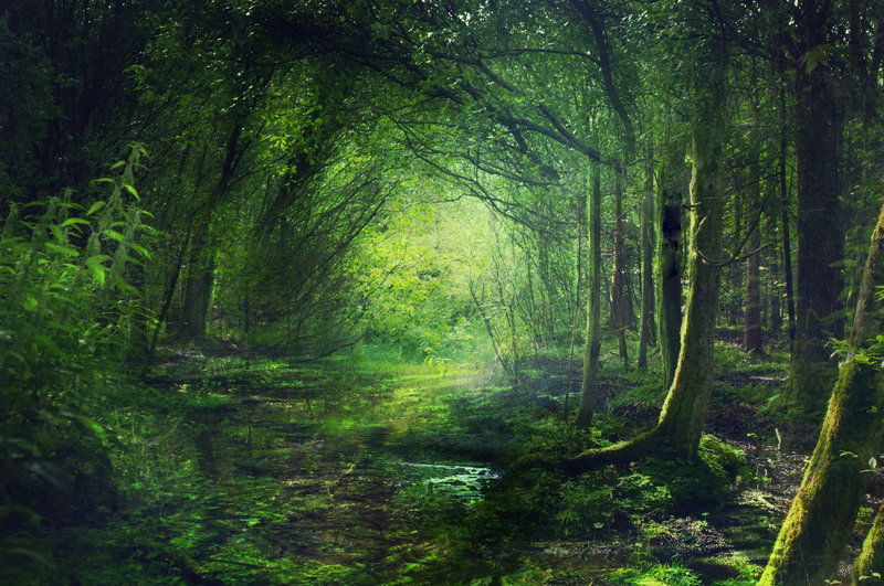 File:Fairy Forest.jpg